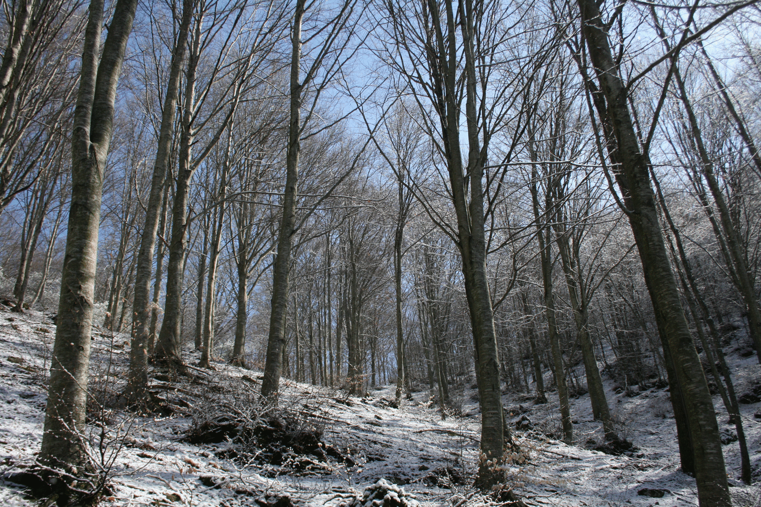 Foto bij 032 - Weird Trees