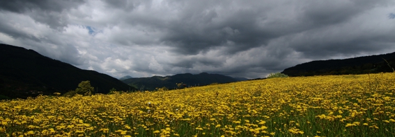 campo giallo
