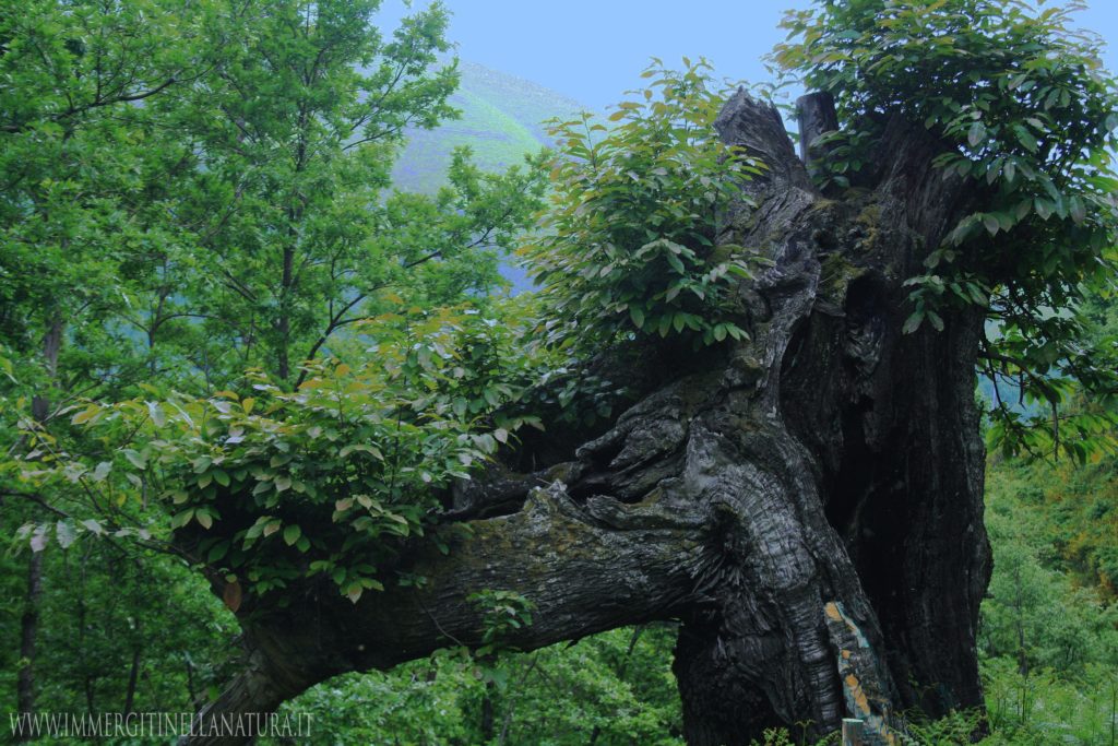 Castagno monumentale , dei tempi di Nino Bixio