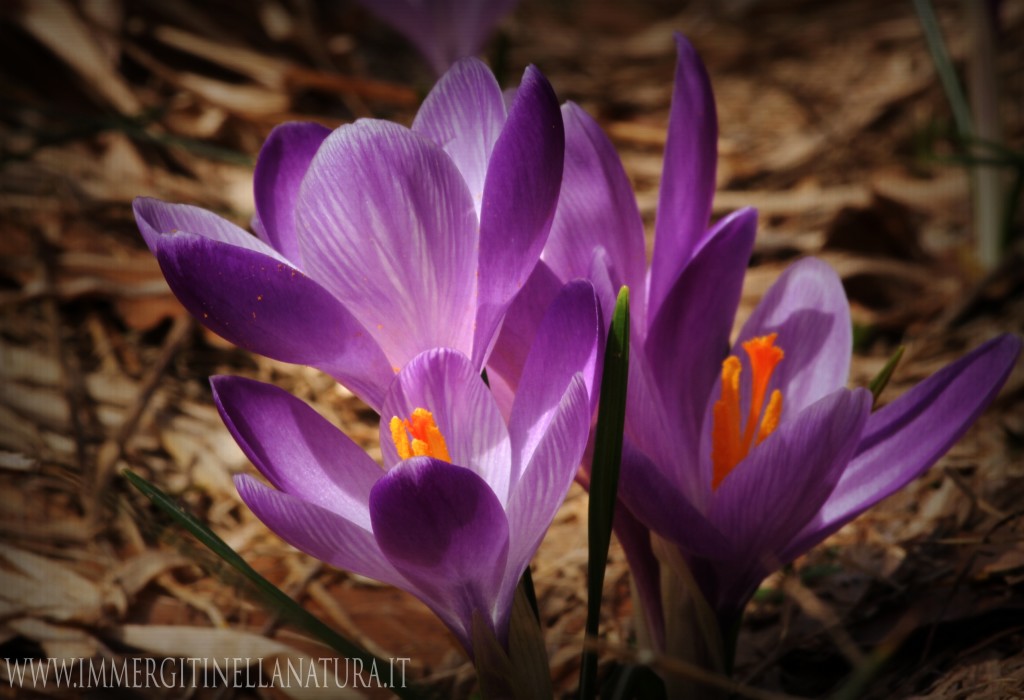 Crochi Macro
