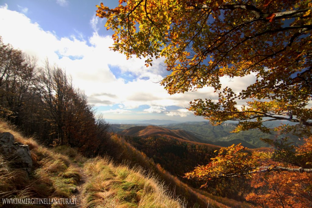 Foresta del Teso Autunno